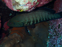 Cephalopholis panamensis