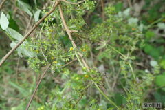 Galium hypocarpium