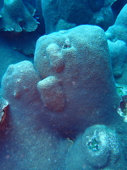 Gardineroseris planulata