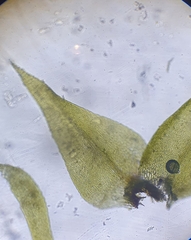 Hygroamblystegium humile