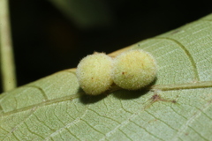 Phylloxera caryaeavellana