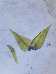 Hygroamblystegium humile