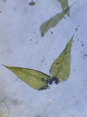 Hygroamblystegium humile
