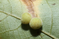 Phylloxera caryaeavellana