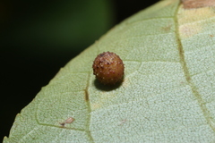 Phylloxera caryaeavellana