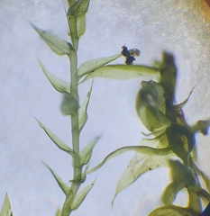 Hygroamblystegium humile