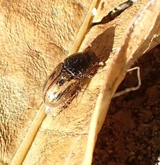 Chilothorax distinctus