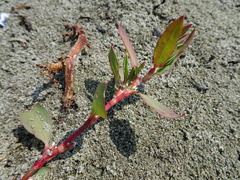 Polygonum fowleri
