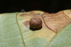 Phylloxera caryaeavellana