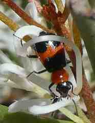 Dicranolaius bellulus