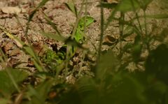 Ctenosaura hemilopha