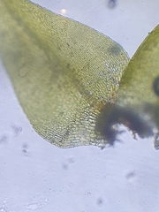 Hygroamblystegium humile