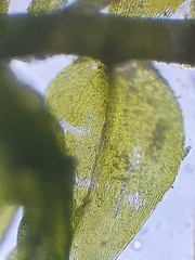 Hygroamblystegium humile