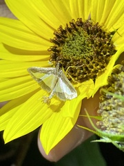 Diaphania hyalinata
