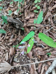 Desmodium paniculatum