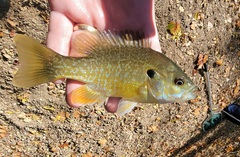 Lepomis macrochirus × cyanellus