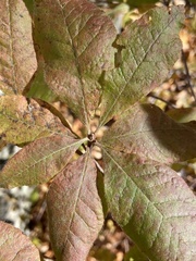 Rhododendron prinophyllum