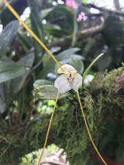 Masdevallia xanthina