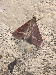 Pyrausta volupialis