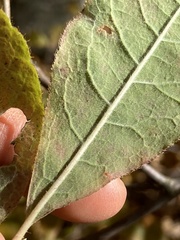 Rhododendron prinophyllum