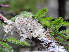 Platismatia tuckermanii