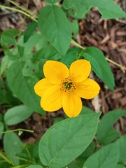 Sclerocarpus uniserialis