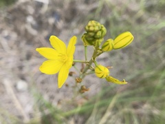 Bulbine bulbosa