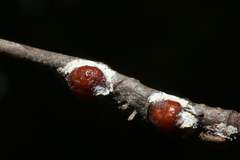 Pulvinaria