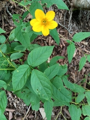 Sclerocarpus uniserialis