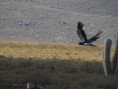 Daptrius megalopterus