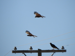 Daptrius megalopterus