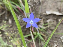 Wahlenbergia capillaris