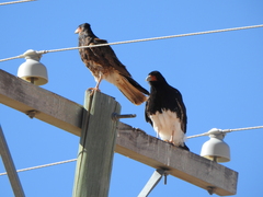 Daptrius megalopterus