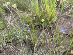 Wahlenbergia capillaris