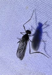 Penthetria heteroptera