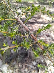 Dillwynia phylicoides