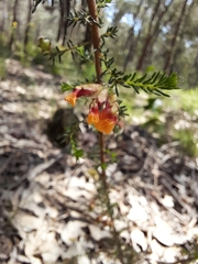 Dillwynia phylicoides