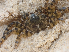 Leptograpsus variegatus