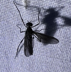 Penthetria heteroptera