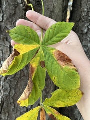 Phyllosticta sphaeropsoidea