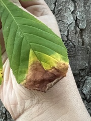 Phyllosticta sphaeropsoidea