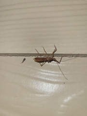 Rocconota annulicornis