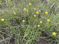 Pycnosorus chrysanthus