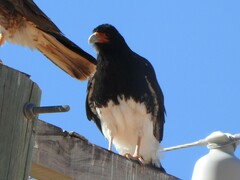 Daptrius megalopterus