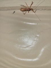 Rocconota annulicornis