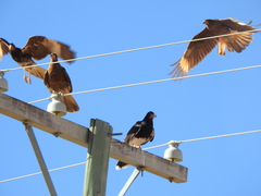 Daptrius megalopterus