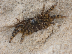 Leptograpsus variegatus