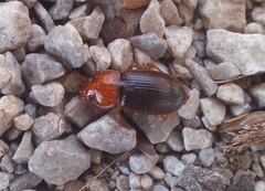 Amphasia interstitialis