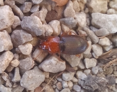 Amphasia interstitialis