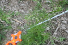 Cyclospermum leptophyllum